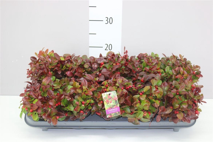<h4>Gaultheria Procumb</h4>