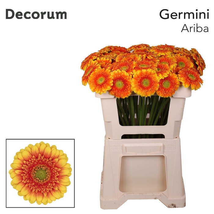 <h4>GE MI ARIBA</h4>