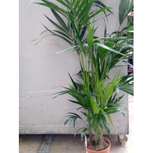 Howea forsteriana