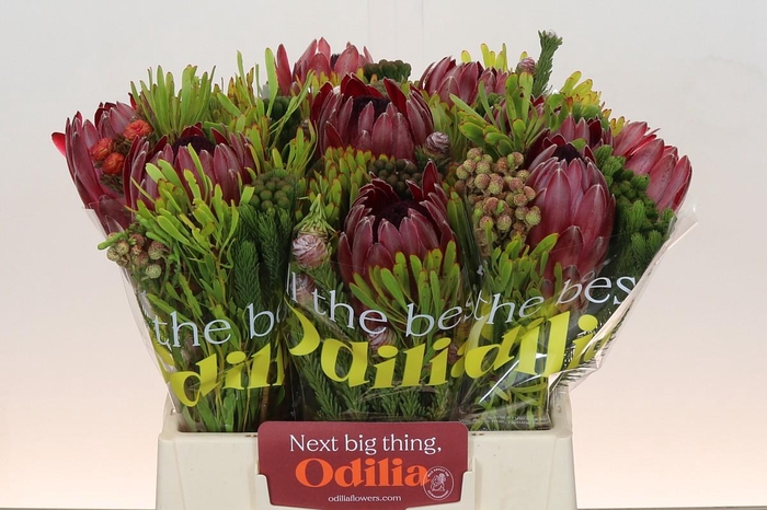 <h4>BQ Protea Sharon SFB</h4>