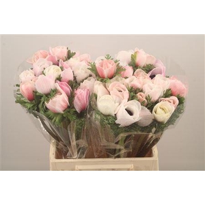 Anem Mistral White Salmon Super