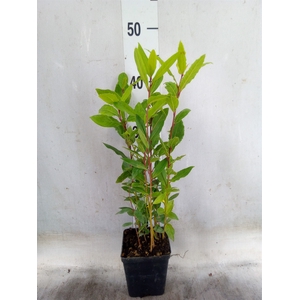 Laurus nobilis
