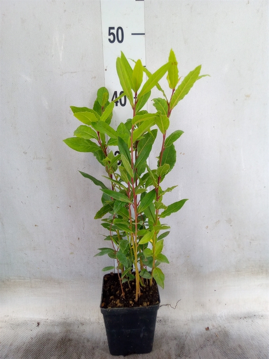 <h4>Laurus nobilis</h4>