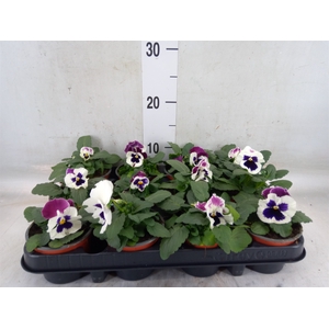 Viola wr. 'Alpha Red Wing'