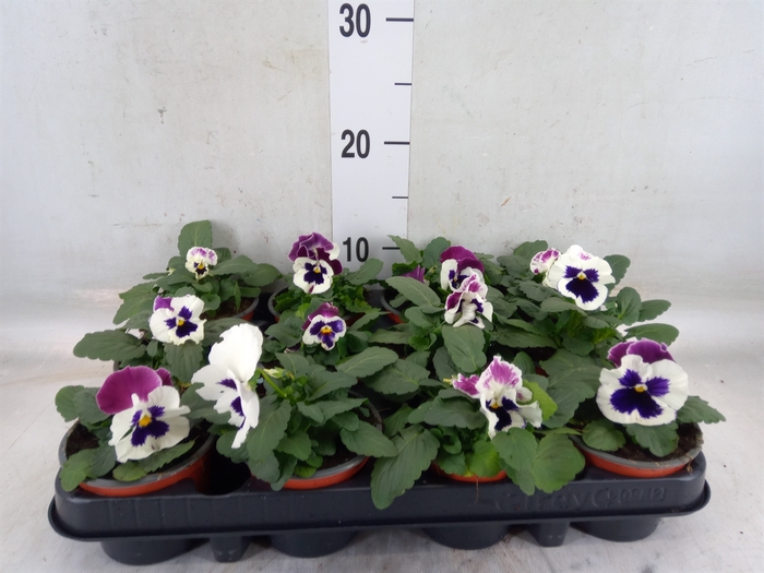 <h4>Viola wr. 'Alpha Red Wing'</h4>