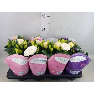 Eustoma russ. DU 'Julietta'  ...mix