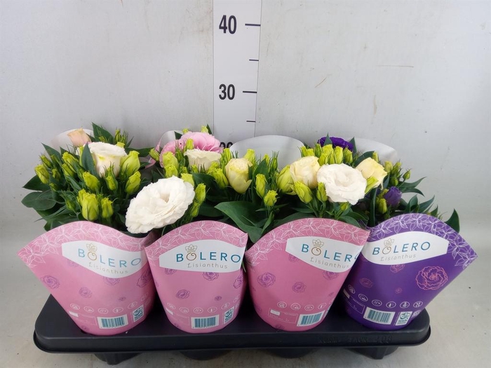 <h4>Eustoma russ. DU 'Julietta'  ...mix</h4>
