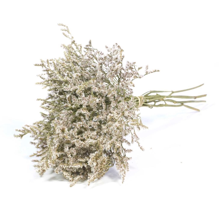 <h4>Statice Tatarica Kg Natural White</h4>