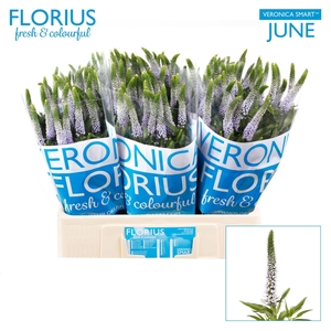 VERON SMART JUNE