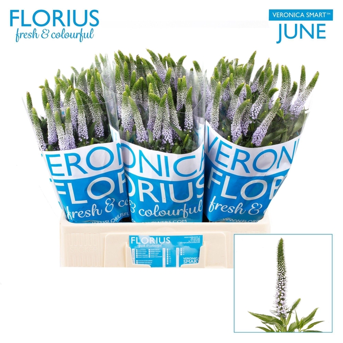 <h4>VERON SMART JUNE</h4>