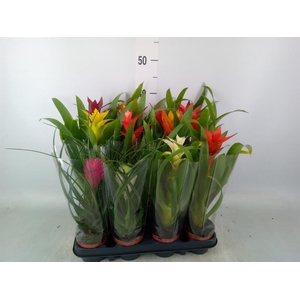 Bromelia   ...mix