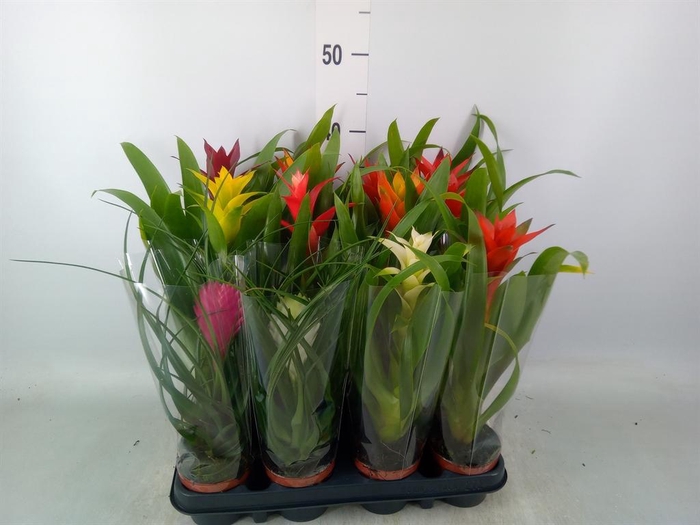 <h4>Bromelia   ...mix</h4>
