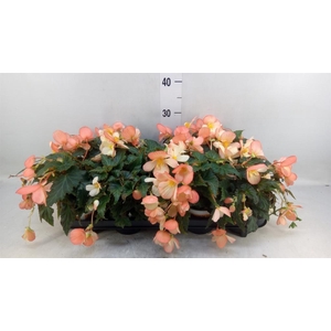 Begonia boliv. 'Angel Orange'