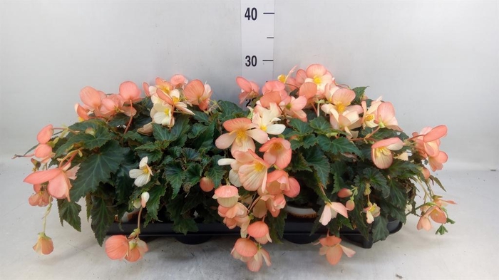<h4>Begonia boliv. 'Angel Orange'</h4>