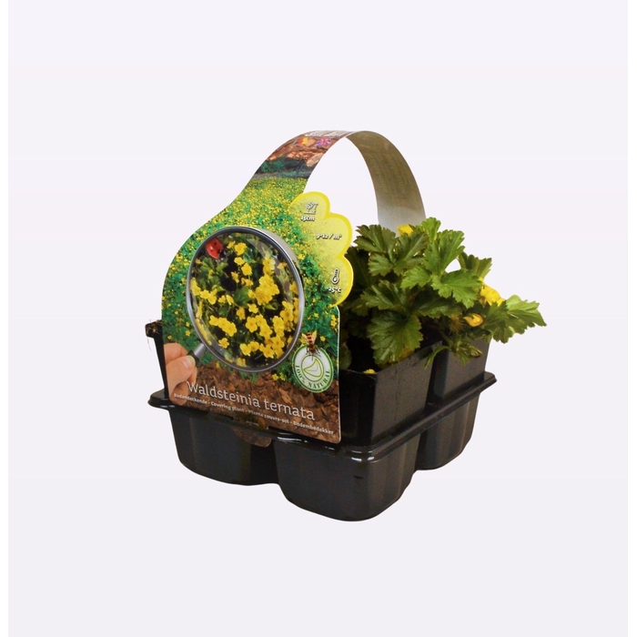 <h4>Waldsteinia ternata</h4>