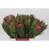 Protea Brenda