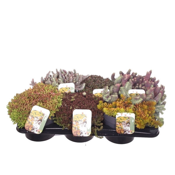 <h4>Sedum mix in tray</h4>