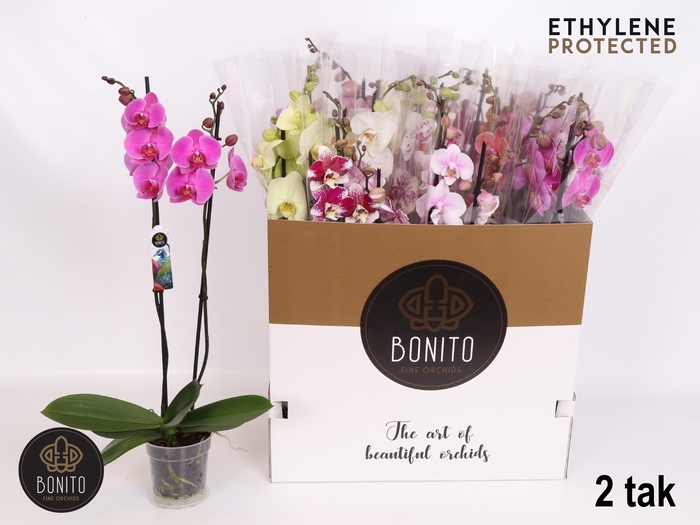 <h4>PHAL GEM 8 KL</h4>