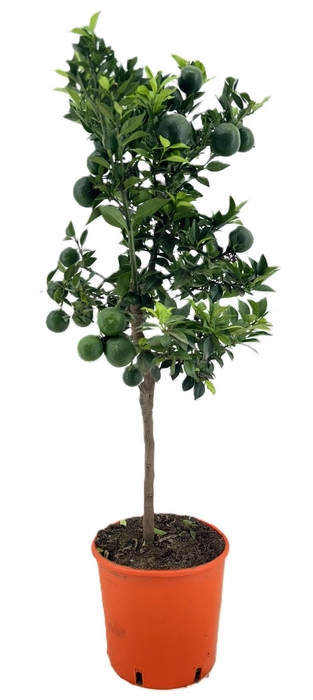 <h4>Citrus chinotto</h4>