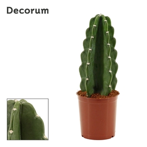 Cuddly Cactus 12 cm (Cereus Jamacaru) (Decorum)