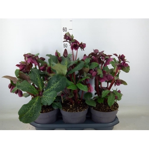 Helleborus  'Fkiss Charmer'