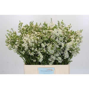 Chamelaucium Ofir