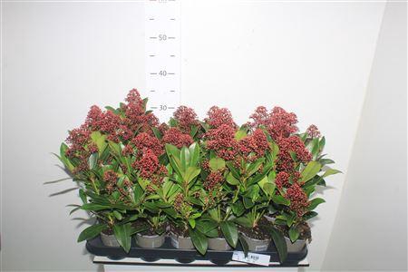 <h4>Skim J Rubella</h4>