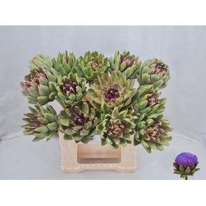 CYNARA SC GREEN GLOB