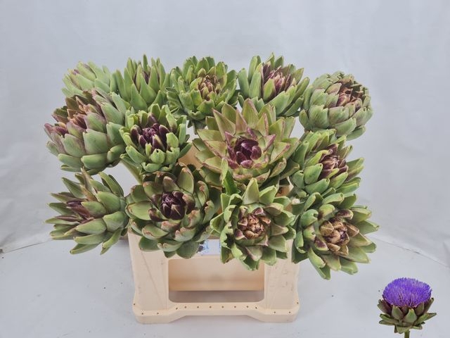 <h4>CYNARA SC GREEN GLOB</h4>