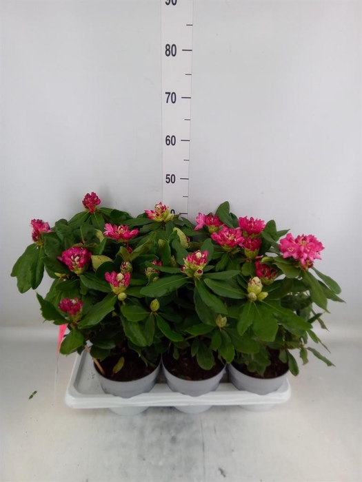 <h4>Rhododendron   ...</h4>