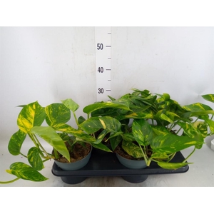 Epipremnum   ...