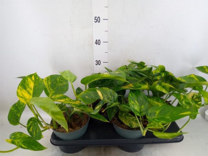 <h4>Epipremnum   ...</h4>