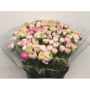 Ran El Soft Pink Super