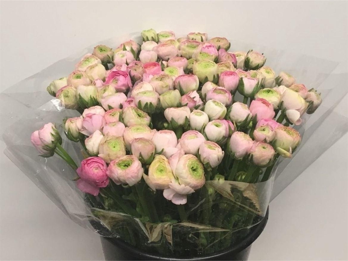 <h4>Ran El Soft Pink Super</h4>