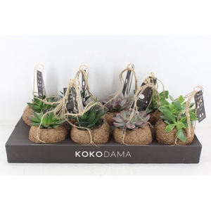 arr3 Kokoplant - Succulenten mix x8
