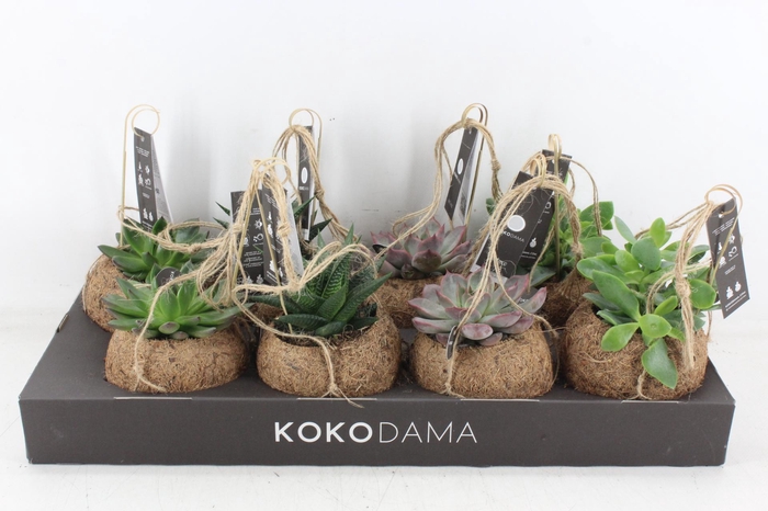 <h4>arr3 Kokoplant - Succulenten mix x8</h4>