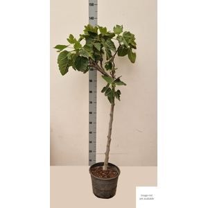 FICUS CARICA