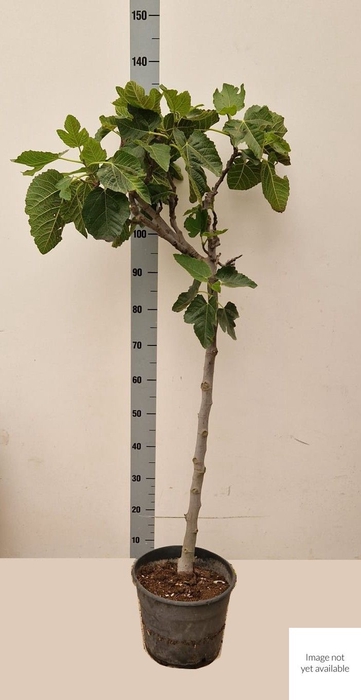 <h4>FICUS CARICA</h4>