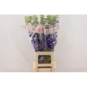 DELPH DU AUR L PURPL