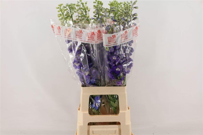 <h4>DELPH DU AUR L PURPL</h4>