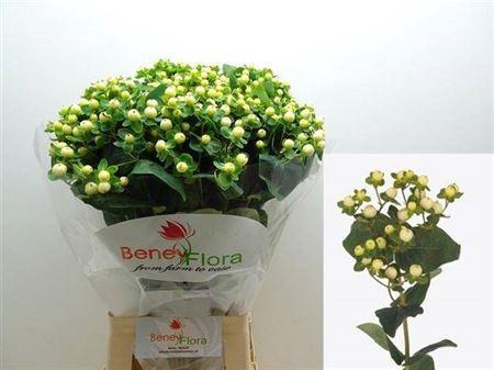 <h4>Hyp Mag Snowprince</h4>