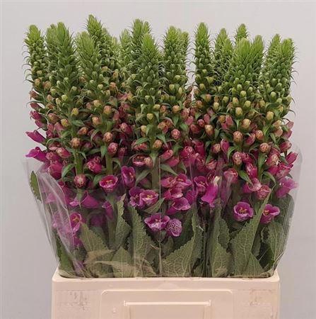 <h4>Digi Purpurea Pink</h4>