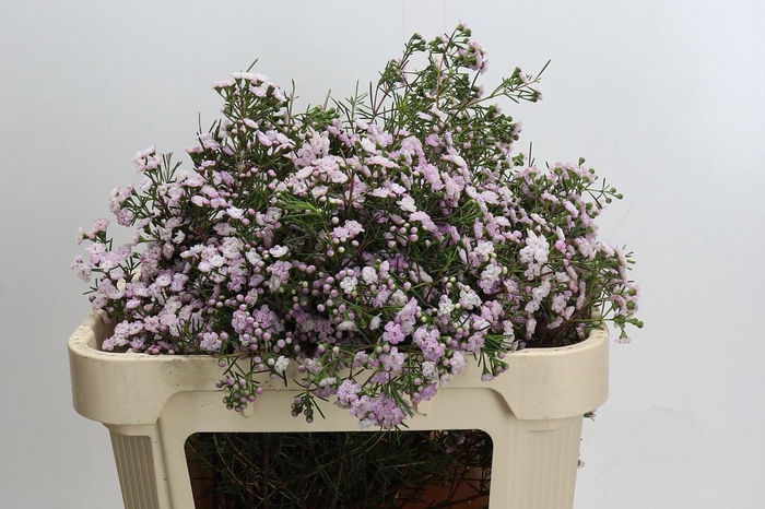 <h4>CHAME UN DANC QUEEN</h4>