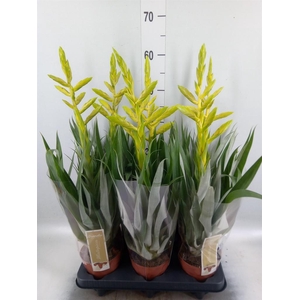Tillandsia oerstediana