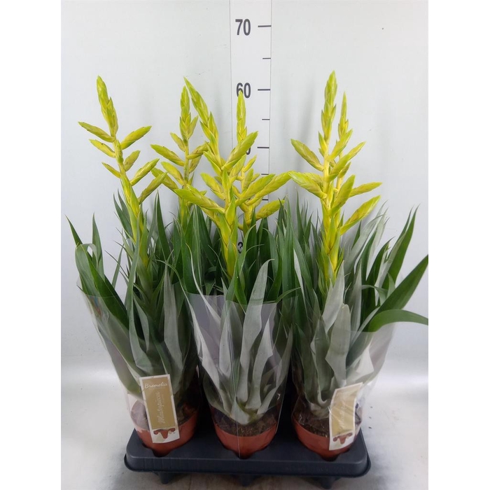 <h4>Tillandsia oerstediana</h4>
