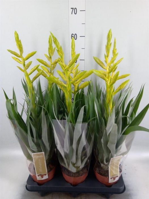 <h4>Tillandsia oerstediana</h4>