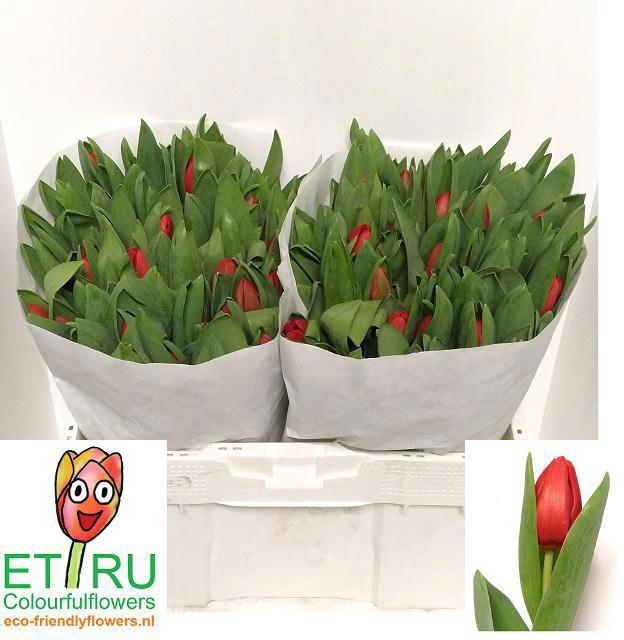 <h4>TU EN ESCAPE</h4>