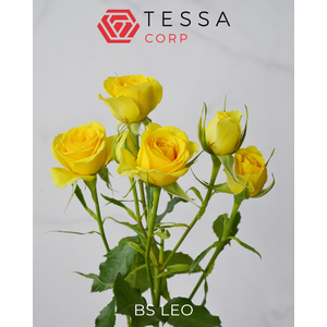 R TR BS LEO Tessa