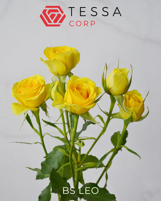 <h4>R TR BS LEO Tessa</h4>