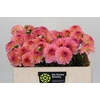 Dahlia Esli